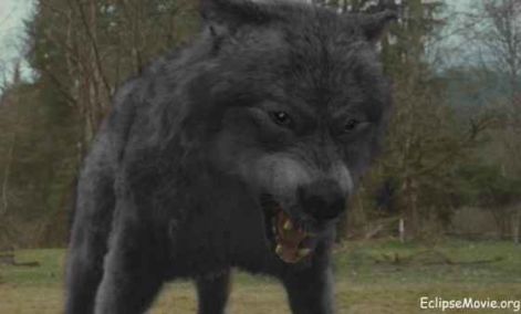 leahwolf-560x337.jpg